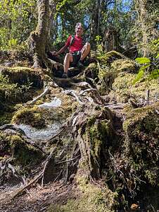 The rooty trail to the hidden falls